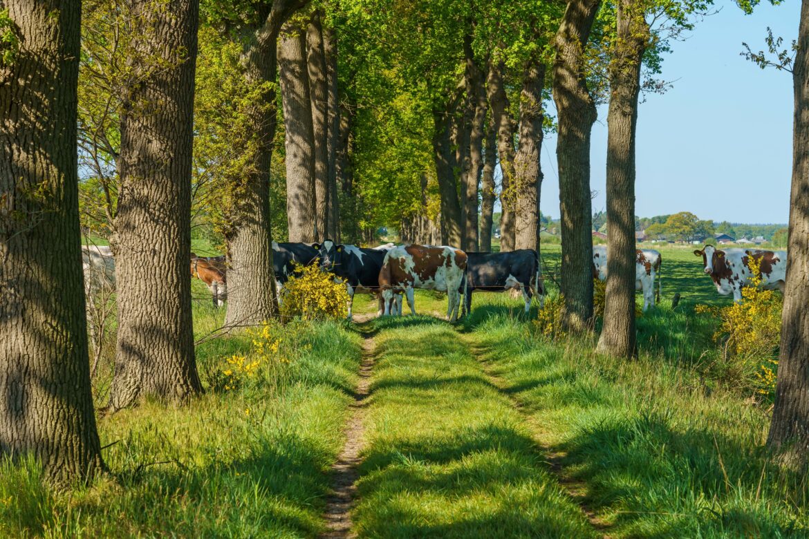 benessere animale allevamenti sostenibili Marche